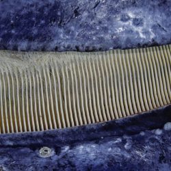 Baleen whale look gray definition marine