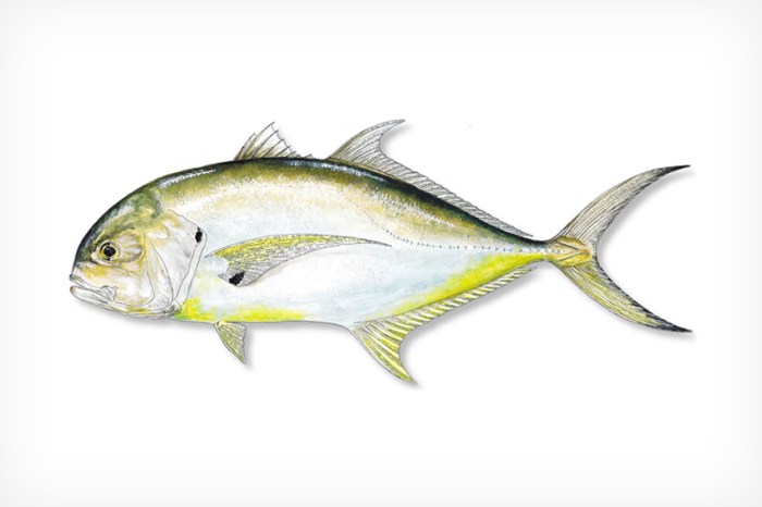 Crevalle jack size limit florida