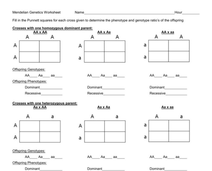 Human genetics practice worksheet #3