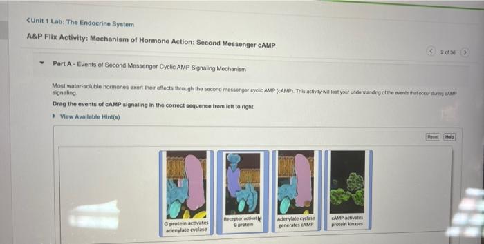 A&p flix activity mechanism of hormone action second messenger camp