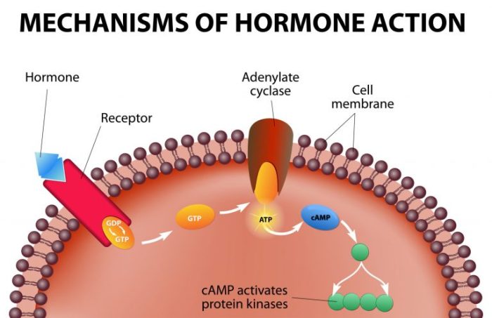 Hormones receptors basis endocrine