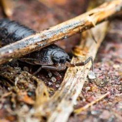 How do isopods locate appropriate environments