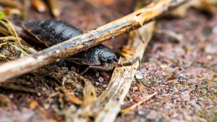 How do isopods locate appropriate environments