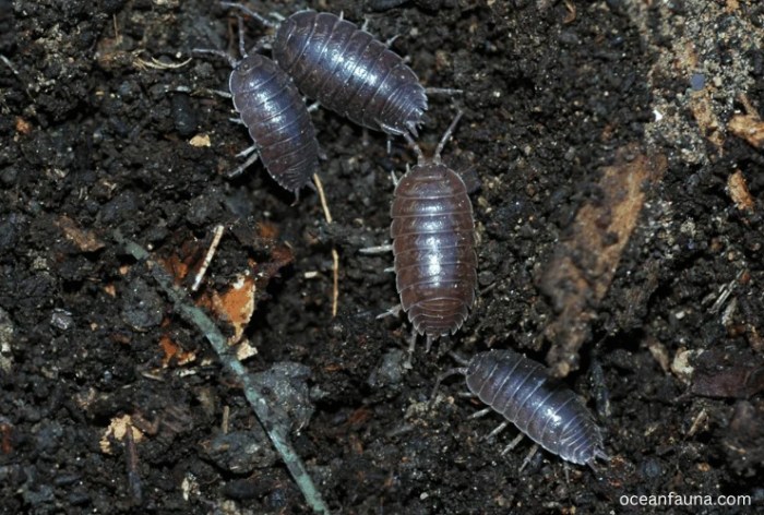 How do isopods locate appropriate environments