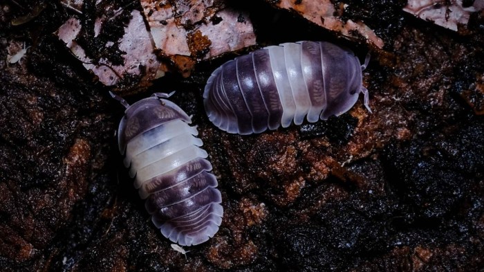 How do isopods locate appropriate environments