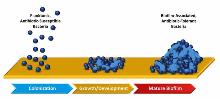 Biofilm biofilms microbial polymeric extracellular frontiersin catheter therapeutic promising substance stages fcimb