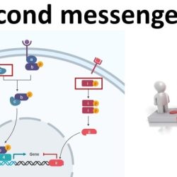 A&p flix activity mechanism of hormone action second messenger camp