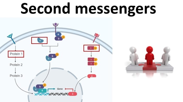 A&p flix activity mechanism of hormone action second messenger camp