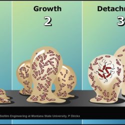 Biofilms typically do not develop on healthy tissue