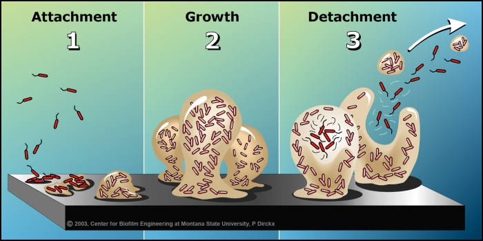 Biofilms typically do not develop on healthy tissue